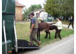 Preprava koni CR